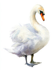 swan on white watercolor illustration