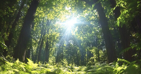 Obraz premium Golden Hour Illusion: Warm Sunshine Beams Shine Through Mystical Forest Canopy on Vibrant Daydream Background