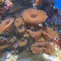 underwater coral reef