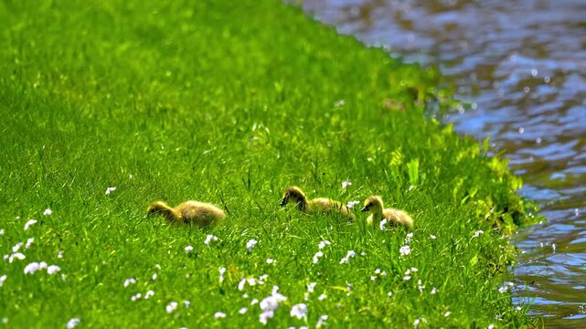A group of baby Canada Geese, known as gosling,s are in the tall grass along the shore of Bowman Lake in Upstate NY.   Cute little yellow chicks feeding on grass and bugs this Spring.