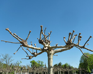 Pruned plane trees under a clear blue sky, showcasing urban landscaping and seasonal tree care.