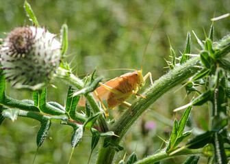 Orange Bush-Cricket on Thistle Stem