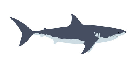Shark graphic badge. Shark sign isolated on white background. Great white shark symbol. Vector illustration