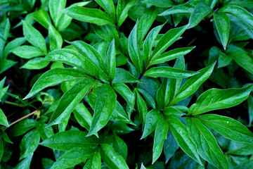 Background of green wet peony leaves