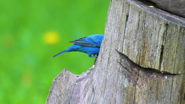 A bright blue Indigo Bunting is feeding on seed on a stump in our yard in Windsor in Upstate NY.  The allusave bunting makes an appearance at our stump feeding station.