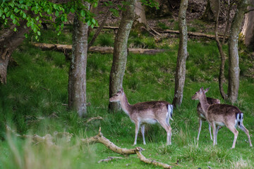 Gentle fallow deer grazing peacefully in a serene Danish forest during midday