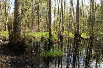 Fototapeta premium Mangroves in a natural reserve in Sweden