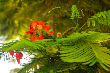 Urban trees and shrubs random shots greenery.