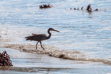 A Pacific reef heron with dark plumage walks along the tropical shoreline searching for food in shallow waves. Koh Chang, Thailand, Southeast Asia.

