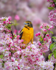 Female Baltimore Oriole in the Blossoms