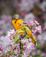Female Baltimore Oriole in the Blossoms