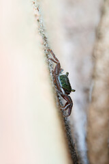 Aratus pisonii mangrove tree crab, tropical and subtropical animal of the mangroves forest in India
