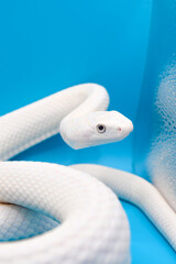 青い背景に美しい白い蛇