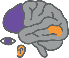 Visual and Auditory Cortex Areas