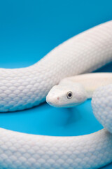 青い背景に美しい白い蛇