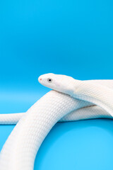 青い背景に美しい白い蛇