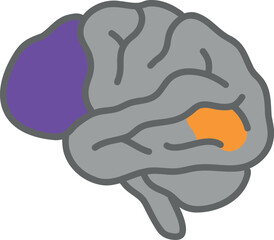 Visual and Auditory Cortex Areas