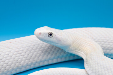 青い背景に美しい白い蛇