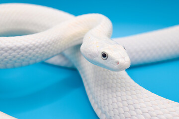 青い背景に美しい白い蛇