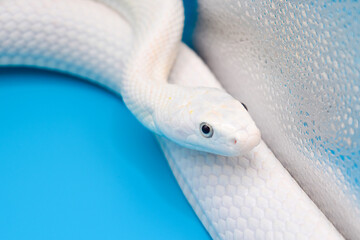 青い背景に美しい白い蛇