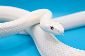 青い背景に美しい白い蛇