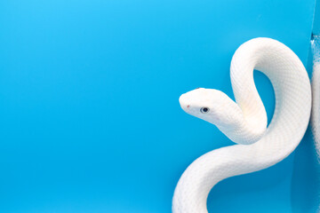 青い背景に美しい白い蛇