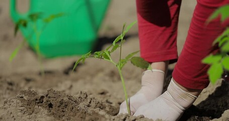 Tomato plant, Planting vegetables. Hands of a farmer while planting a plant in a vegetable garden. Agriculture beginning of the season planting.