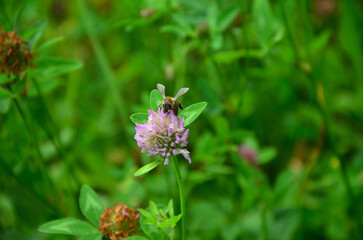 clover
