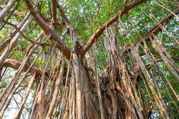 Ficus benghalensis, banyan fig, mangroves in India, tropical evergreen tree, large canopy coverage,...