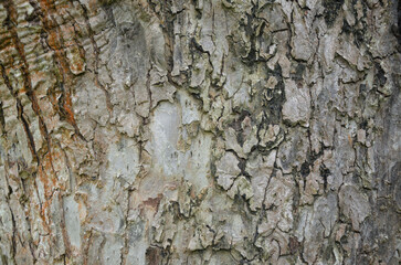 the bark of the trunk of an old apple tree	
