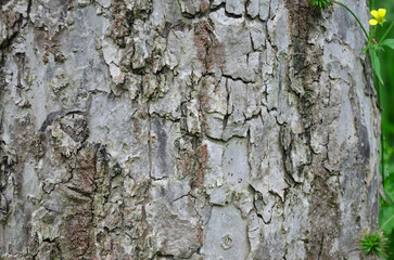 the bark of the trunk of an old apple tree	