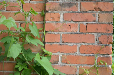 old red brick wall close-up
