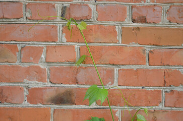 old red brick wall close-up
