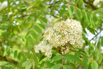 A close-up of delicate white flowers in full bloom with vibrant green leaves.