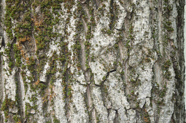 the bark of a walnut tree	