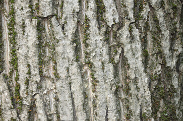 Obraz premium the bark of a walnut tree 