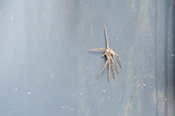 Heteropoda venatoria spider exoskeleton skin, mangroves in India, tropical animal, giant crab,...