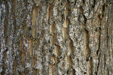 the bark of a walnut tree	