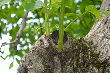 Green young shoot of horih
