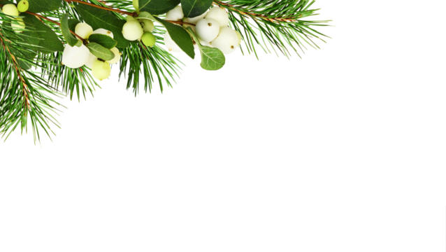 Snowberries (Symphoricarpos albus) with green leaves and twigs of Christmas tree in a corner arrangement  isolated on white or transparent background