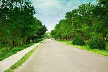 road in the woods