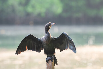 Indian cormorant, shag or Phalacrocorax fuscicollis sitting on tree trunk, inland waters of subcontinent India, mangroves wildlife