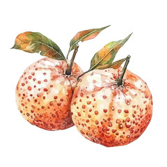 watercolor vector of Kamancheh, isolated on a white background.