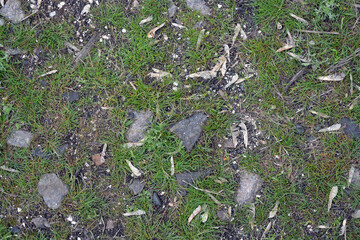 Human frivolity, a broken blue bottle. Small blue glasses scattered all over the ground. Broken blue flower petals on the ground in the garden. Blue flower petals on the ground. Blue flower petals on 