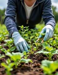 Fototapeta premium Person in Blue Gloves Pruning Green Plants in a Garden