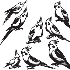 Cockatiel Parrot Vector 