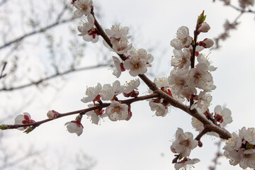 White flowers blooming on a tree, spring