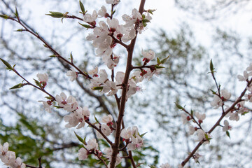 White flowers blooming on a tree, spring
