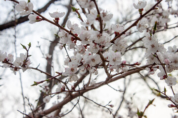 White flowers blooming on a tree, spring
