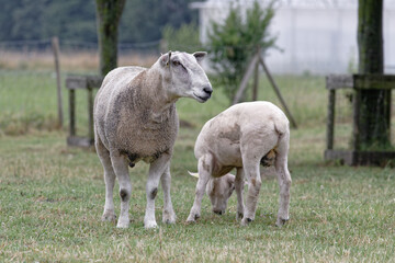 Obraz premium mouton